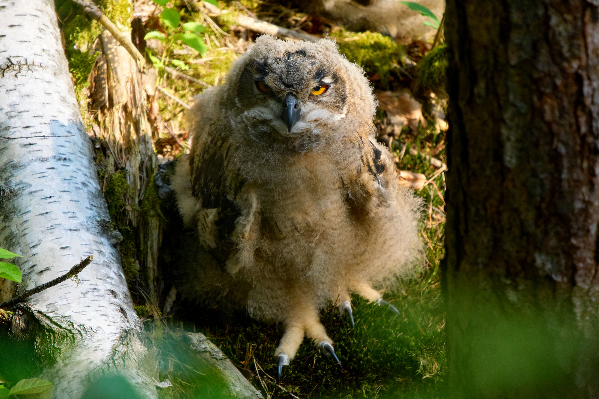 Výr velký (Bubo bubo)